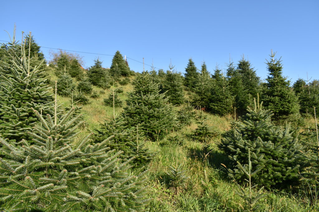 Christbaumwald Familie Götz