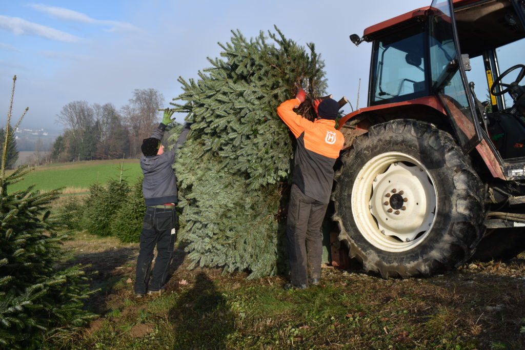 Christbaumarbeit 03.12.2019