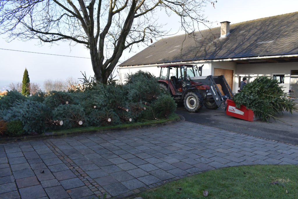 Christbäume im Hof